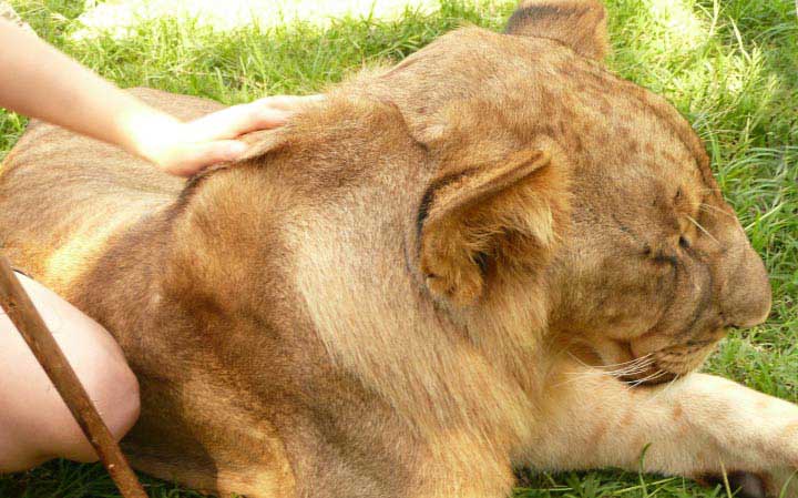 Toucher les lions